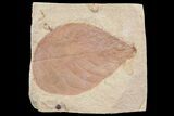 Fossil Leaf (Hamamelites) - Montana #75812-1